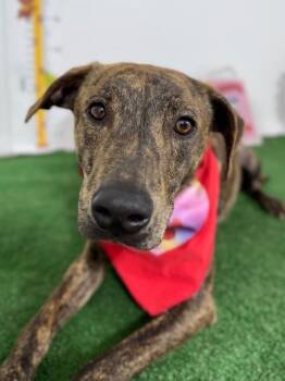 Plott Hound and Mountain Cur Dogs Available for Adoption - Cancer | PetCurious