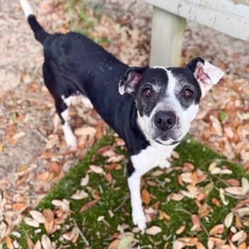 Mixed Breed Dogs Available for Adoption in Milton, Florida - Cookie | PetCurious