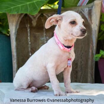 Skuld -  Chihuahua Dog for Adoption in Wake Forest, North Carolina - Skuld | PetCurious