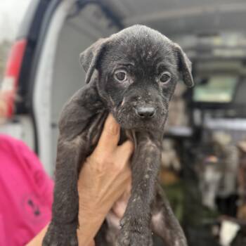 Mixed Breed Dogs Available for Adoption - Multiplication | PetCurious