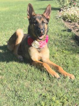 Willow is just a puppy -  German Shepherd Dog and Belgian Shepherd Malinois Dog for Adoption in Redondo Beach, California - Willow Is Just A Puppy | PetCurious