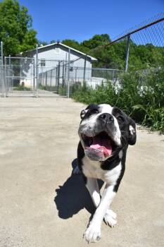 Panda -  Bulldog Dog for Adoption in Altoona, Pennsylvania - Panda | PetCurious