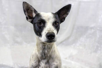 Rescue Cattle Dog and Mixed Breed Dogs for Adoption in Fort Worth, Texas - Jesse | PetCurious