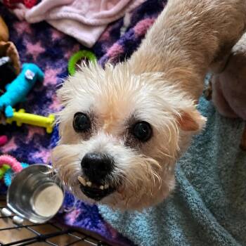 Opal JB -  Poodle Dog for Adoption in Austin, Texas - Opal JB | PetCurious