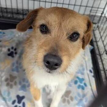 Mixed Breed Dogs Available for Adoption in Jeffersonville, Indiana - Franklin | PetCurious