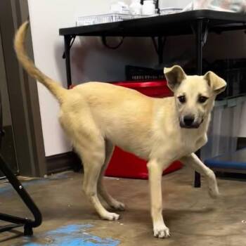 Shepherd and Retriever Dogs Available for Adoption in Cleveland, Mississippi - Valkyrie | PetCurious