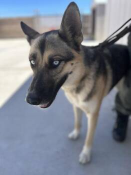 Cat -  German Shepherd Dog Dog for Adoption in Victorville, California - Cat | PetCurious
