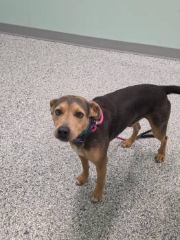 Simon -  Terrier Dog for Adoption in Athens, Tennessee - Simon | PetCurious