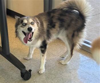 Popis A219433 -  Pomsky Dog for Adoption in Plano, Texas - Popis A219433 | PetCurious