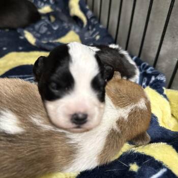Terrier Dogs Available for Adoption - Sebastian | PetCurious