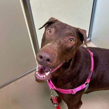 Buttercup -  Doberman Pinscher Dog for Adoption in Walnut Creek, California - Buttercup | PetCurious