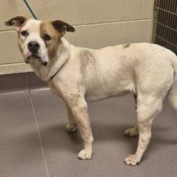 Pit Bull Terrier Dogs Available for Adoption - Bug | PetCurious