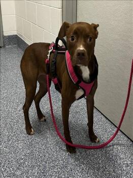 Rescue Pit Bull Terrier Dogs for Adoption in Grovetown, Georgia - ELLIE | PetCurious