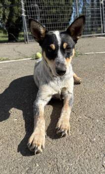 Cattle Dog Dogs Available for Adoption - GinGin | PetCurious