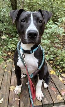 Rescue Pit Bull Terrier Dogs for Adoption in Indianapolis, Indiana - Dennis | PetCurious