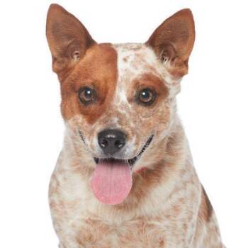 Julianne -  Australian Cattle Dog Blue Heeler and Mixed Breed Dog for Adoption in Los Angeles, California - Julianne | PetCurious