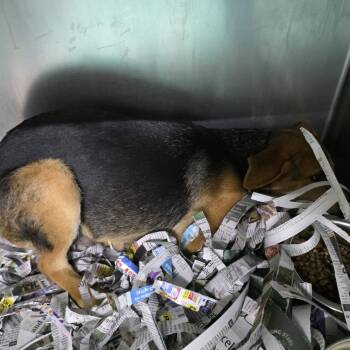 Forrest -  Shepherd and Mixed Breed Dog for Adoption in Marble, North Carolina - Forrest | PetCurious
