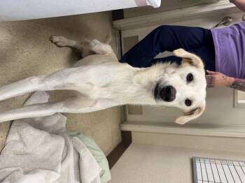 Sunny the sighthound -  Afghan Hound and Whippet Dog for Adoption in New Braunfels, Texas - Sunny The Sighthound | PetCurious