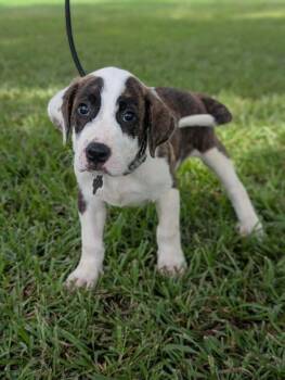 Nicklaus -  Great Pyrenees and Mixed Breed Dog for Adoption in Aiken, South Carolina - Nicklaus | PetCurious