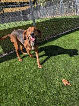 Rescue Mixed Breed Dogs for Adoption in Louisburg, North Carolina - Spirit | PetCurious