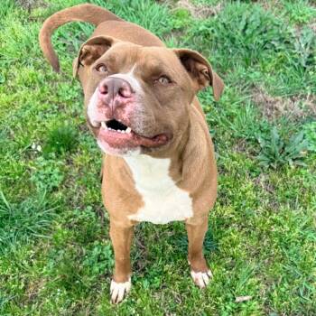 Mason -  Boxer and Mixed Breed Dog for Adoption in Wadena, Minnesota - Mason | PetCurious
