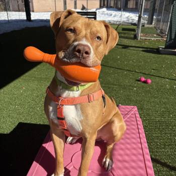 Pit Bull Terrier and Mixed Breed Dogs Available for Adoption - Don | PetCurious