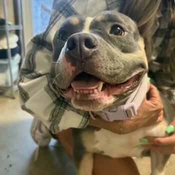American Bulldog Dogs Available for Adoption in Stephenville, Texas - Megan | PetCurious