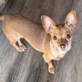 Natalia -  Chihuahua and Mixed Breed Dog for Adoption in Las Vegas, Nevada - Natalia | PetCurious