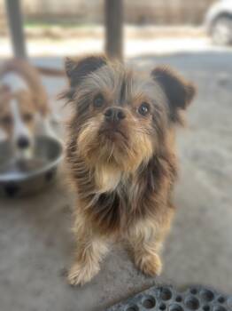 Rescue Yorkshire Terrier and Shih Tzu Dogs for Adoption in Windsor, California - Dottie | PetCurious