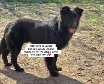 Rescue Border Collie Dogs for Adoption in Rockdale, Texas - "SHADOW" | PetCurious