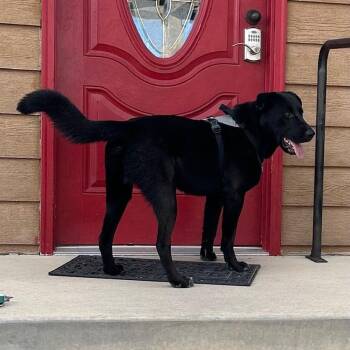 Nico -  Black Labrador Retriever Dog for Adoption in Lander, Wyoming - Nico | PetCurious