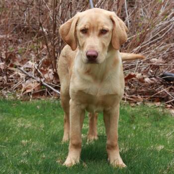 Labrador Retriever Dogs Available for Adoption in Eastford, Connecticut - CT Fred | PetCurious