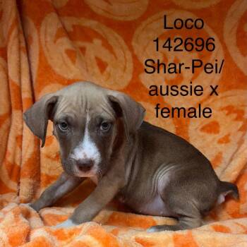 Loco -  Australian Shepherd and Shar Pei Dog for Adoption in New Tazewell, Tennessee - Loco | PetCurious