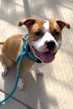 Pit Bull Terrier Dogs Available for Adoption in Eagle, Idaho - Draco **Courtesy Post. Out Of Town Pet. See Below For Details** | PetCurious