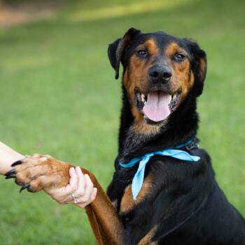 Bubb -  Doberman Pinscher and Coonhound Dog for Adoption in Evansville, Indiana - Bubb | PetCurious