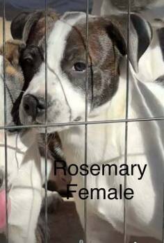 Rescue Boston Terrier Dogs for Adoption in Waunakee, Wisconsin - Rosemary Clooney | PetCurious