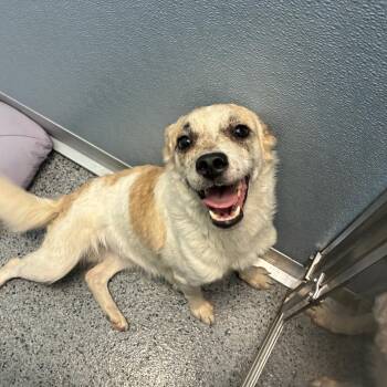 Tommy -  Terrier Dog for Adoption in North Battleford, Saskatchewan - Tommy | PetCurious