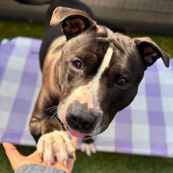 Hershey Kiss -  Mixed Breed Dog for Adoption in New York, New York - Hershey Kiss | PetCurious