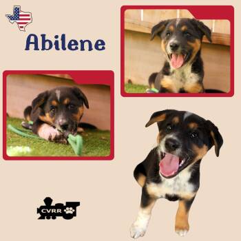 Abilene (Puppy) -  Australian Cattle Dog Blue Heeler Dog for Adoption in Lindsay, California - Abilene (Puppy) | PetCurious