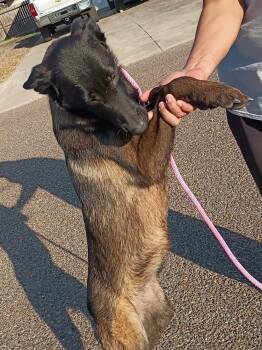 River -  Belgian Shepherd Malinois Dog for Adoption in Lockhart, Texas - River | PetCurious