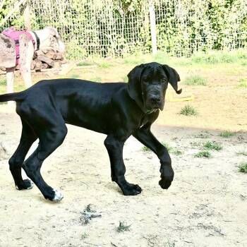 Great Dane Dogs Available for Adoption in Fredericksburg, Virginia - Curly | PetCurious