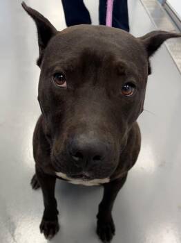 Pit Bull Terrier Dogs Available for Adoption in Hartsville, South Carolina - Thunder | PetCurious