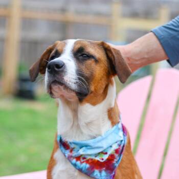 Mixed Breed Dogs Available for Adoption in Rochester, Minnesota - Faby | PetCurious