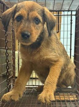 HIALEYA -  Terrier Dog for Adoption in San Antonio, Texas - HIALEYA | PetCurious