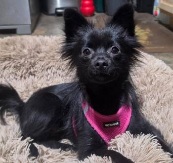 Nola -  Pomeranian and Yorkshire Terrier Dog for Adoption in Johnston, Iowa - Nola | PetCurious