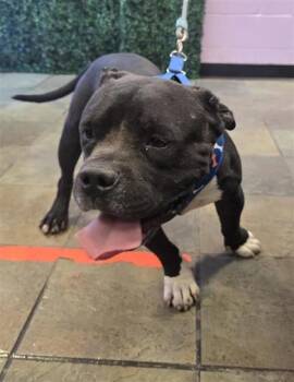 61296615 -  Pit Bull Terrier and Mixed Breed Dog for Adoption in El Paso, Texas - 61296615 | PetCurious