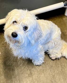 Cockapoo Dogs Available for Adoption in Edinburg, Virginia - Brie | PetCurious