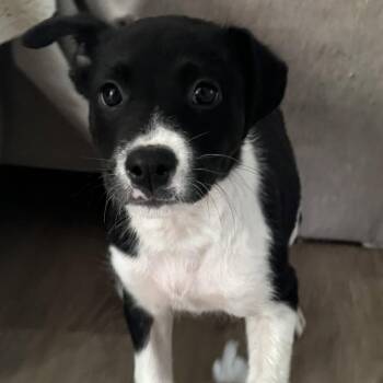 Labrador Retriever Dogs Available for Adoption in Calera, Alabama - Patches | PetCurious