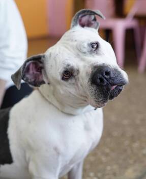 American Staffordshire Terrier Dogs Available for Adoption - Freckles | PetCurious