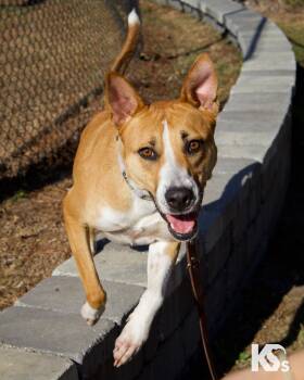 Charmy -  Rhodesian Ridgeback and American Staffordshire Terrier Dog for Adoption - Charmy | PetCurious